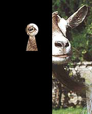 Voyeur goat