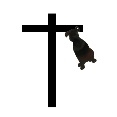 Oh my dog!